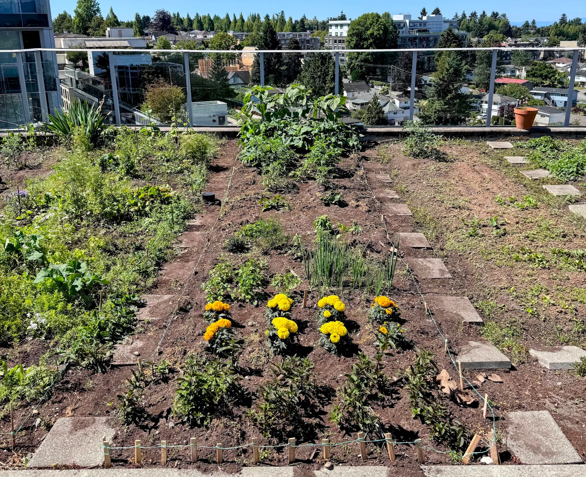 Garden at the beggining of June