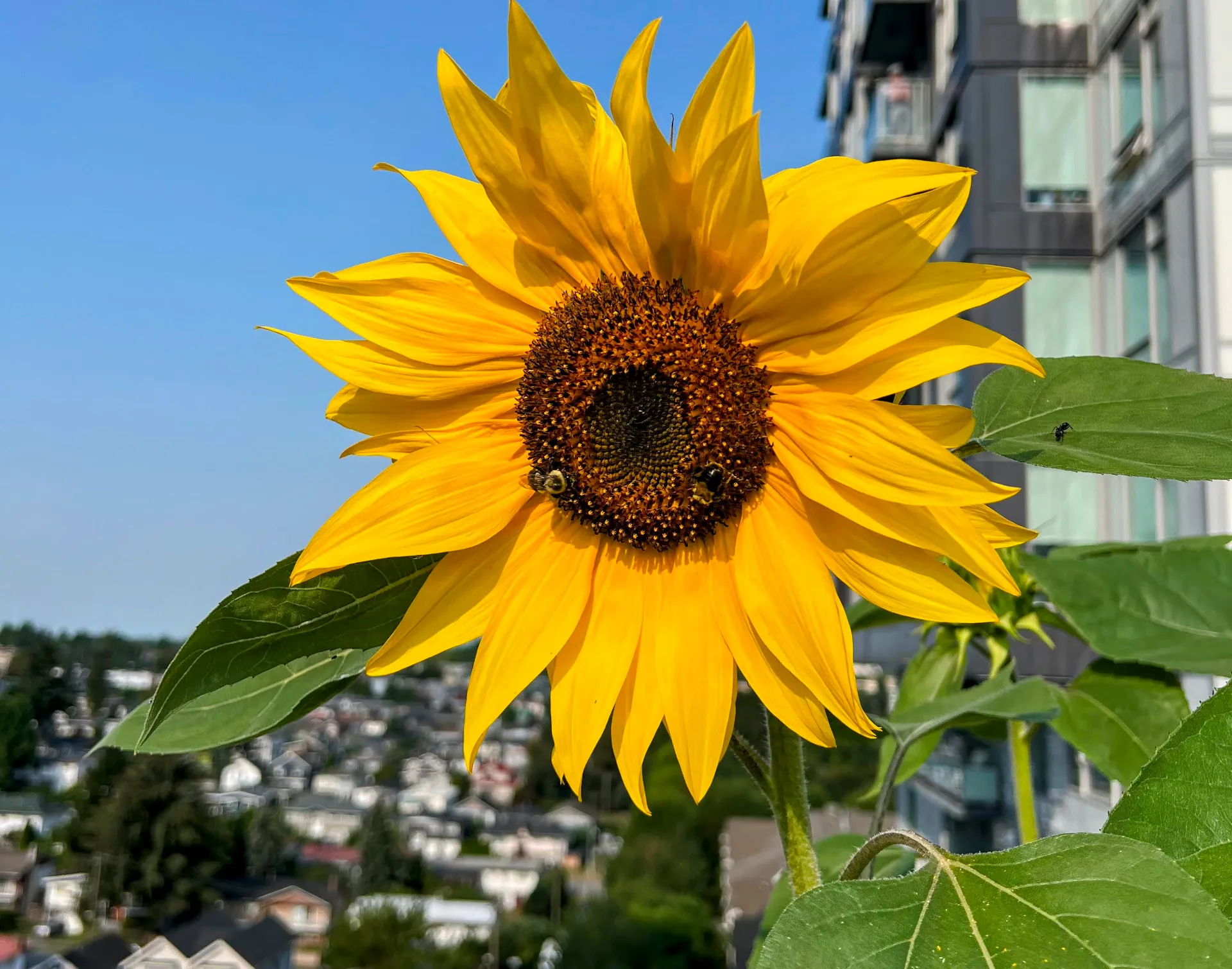 Garden’s sunflower