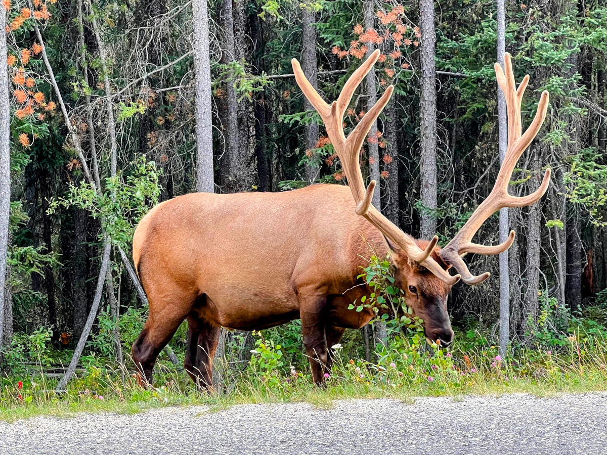 Elk alongside the road in Jasper