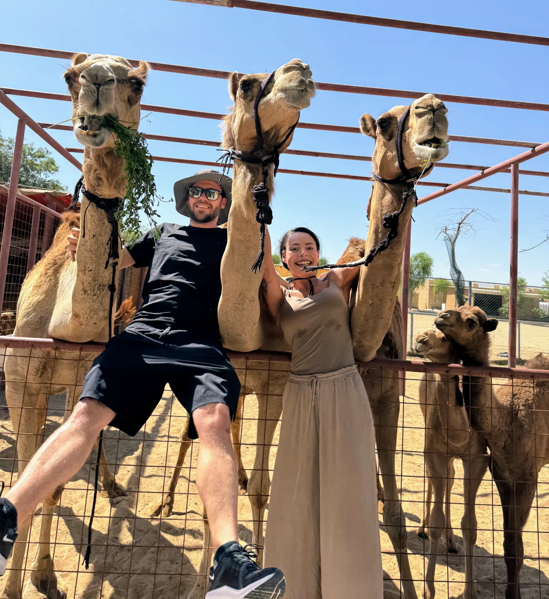 We and the Camels at the Camel Farm